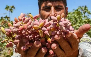 یغماگران محصول