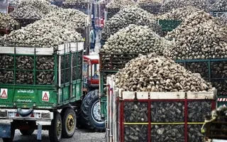 دولت چه کار به داستان چغندر و قند دارد