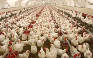 واکنش اتحادیه مرغداران نسبت به ادعای کشتن مرغ‌های تخم‌گذار با گاز
