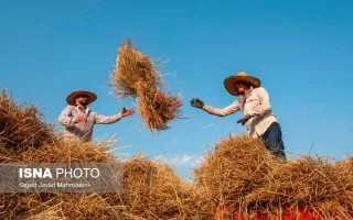 نامه وزیر و واکنش مجلس؛ داستان ممنوعیت واردات برنج چه بود؟