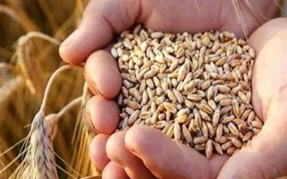 نرخ گندم در صنایع دستخوش تغییر شد/ ارائه تخفیف سه‌ماهه به سه دسته مصرف‌کننده