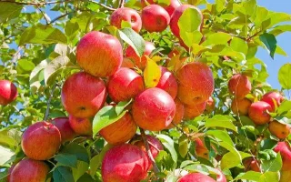 اتمام برداشت ۱۵ هزار تن سیب گلاب در لرستان/ فقدان سردخانه چالش باغداران استان