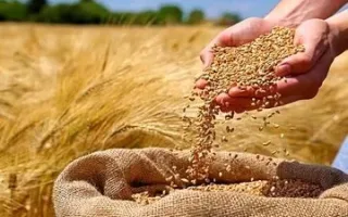 گندمکاران حتماً بخوانند/ قیمت گندم آزاد شدنی است؟/ پیگیری پرداخت مطالبات گندمکاران به کجا انجامید؟