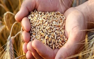 آیا نرخ گندم و نان به صورت آزاد تعیین خواهد شد؟