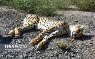 مرگ ۱۳ یوزپلنگ ایرانی در یک دهه اخیر در جاده‌ای پرخطر