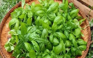 عصاره‌ برگ ریحان قادر است تا علائم سندرم پیش از قاعدگی را تسکین بخشد