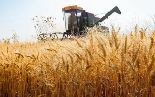 تأخیر در تسویه حساب با گندمکاران، خطر جدی برای تأمین امنیت غذایی