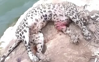 شکارچیان پلنگ در چنگال قانون؛ مجرمان دستگیر شدند