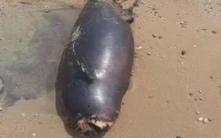 مشاهده لاشه نهنگ باله‌ندار در سواحل بندرعباس