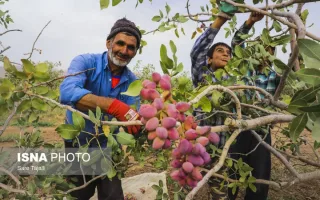 خراسان رضوی، سرزمین دومین تولیدکننده بزرگ پسته در ایران