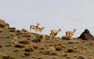پایان اختلافات درباره پارک ملی گلستان/ تمرکز مدیریت این اکوسیستم بر گلستان باقی ماند
