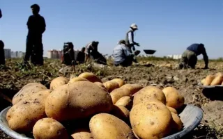 بازارسیب زمینی متعادل شد/ورودی روزانه سیب زمینی در میدان مرکزی به هزار کامیون رسید