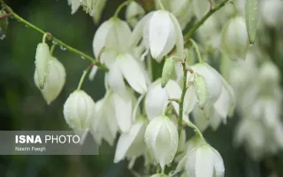 بارش‌های موسمی در نواحی جنوب شرقی و شرقی کشور