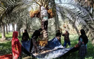 جشن یک میلیون نخل در کارون | جشنواره خرما از فردا آغاز می‌ شود