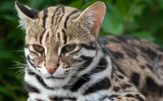 گربه‌های وحشی ژاپنی به‌طور غیرمنتظره‌ای دم‌های کوتاه کشف کردند
