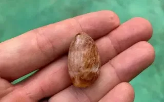 تحولی نوین در اندونزی: استفاده از مواد روان‌گردان به پیشینه‌ای حداقل ۲۵هزار ساله بازمی‌گردد