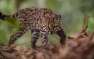نخستین نوع جدید از گربه‌ها در بیش از یک قرن شناسایی شد / گربه‌ای کوچکتر از گربه‌های خانگی
