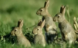 اگر در ابتدای سال تنها یک جفت خرگوش داشته باشید، جمعیت آنها در پایان سال به چند خواهد رسید؟