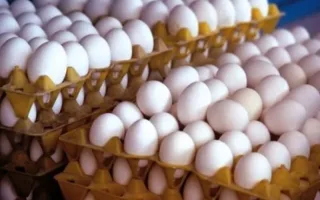 تولید تخم مرغ به میزان ۳ هزار و ۲۰۰ تن در روز رسید/ قیمت هر شانه تخم مرغ ۵۵۳ هزار تومان