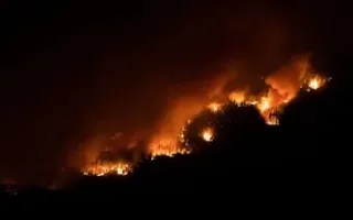 به‌دلیل افزایش دما و آتش‌سوزی‌های گسترده در جنگل‌ها، آیا می‌توان درختان مقاومی برای سال‌های آینده کاشت؟