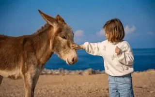 روش غیرمنتظره محققان برای ارتقاء روحیه نوجوانان / ۳ دقیقه نوازش الاغ