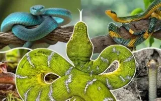 مارها زمانی پا داشتند!/ سرنوشت پاهای مارها چه شد؟