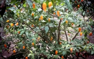 آزمایش یک ماده روان‌گردان برای درمان اعتیاد
