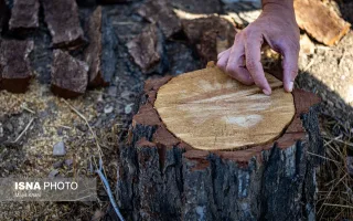 پارک جنگلی چیتگر میان خشکیدگی، آفت و وعدهٔ احیا