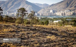 پارک جنگلی چیتگر میان خشکیدگی، آفت و وعدهٔ احیا