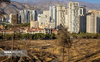 پارک جنگلی چیتگر میان خشکیدگی، آفت و وعدهٔ احیا