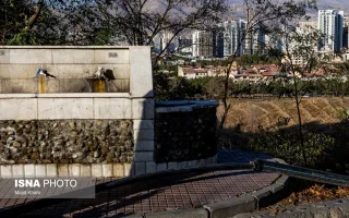 پارک جنگلی چیتگر میان خشکیدگی، آفت و وعدهٔ احیا