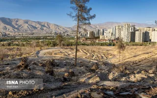 پارک جنگلی چیتگر میان خشکیدگی، آفت و وعدهٔ احیا