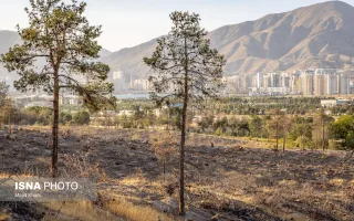 پارک جنگلی چیتگر میان خشکیدگی، آفت و وعدهٔ احیا