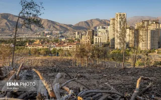 پارک جنگلی چیتگر میان خشکیدگی، آفت و وعدهٔ احیا