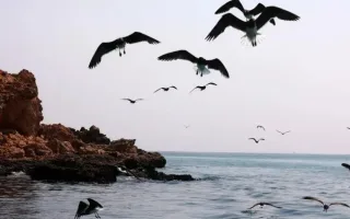 پیامدهای جنگ سمی ایالات متحده بر یکی از استثنایی‌ترین دریاهای جهان