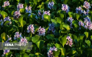 سنبل آبی؛ جاذبه‌ای فریبنده که جان تالاب انزلی را به مخاطره می‌اندازد