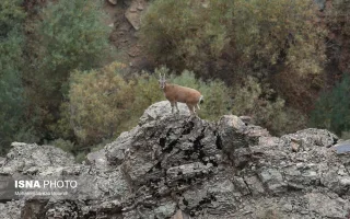 حضور گونه‌هایی مانند خرس و پلنگ در ارتفاعات کن و سولقان، اهمیت حفاظت از زیستگاه‌های کوهستانی این محدوده را نشان می‌دهد. مسئول پاسگاه سرمحیط‌بانی منطقه، مشاهده دوباره این جانوران را از نشانه‌های بهبود شرایط طبیعی منطقه ارزیابی می‌کند.