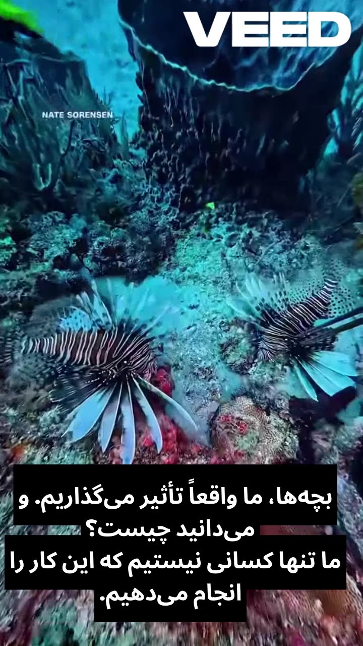 شکار شیرماهی مهاجم برای نجات صخره‌های مرجانی